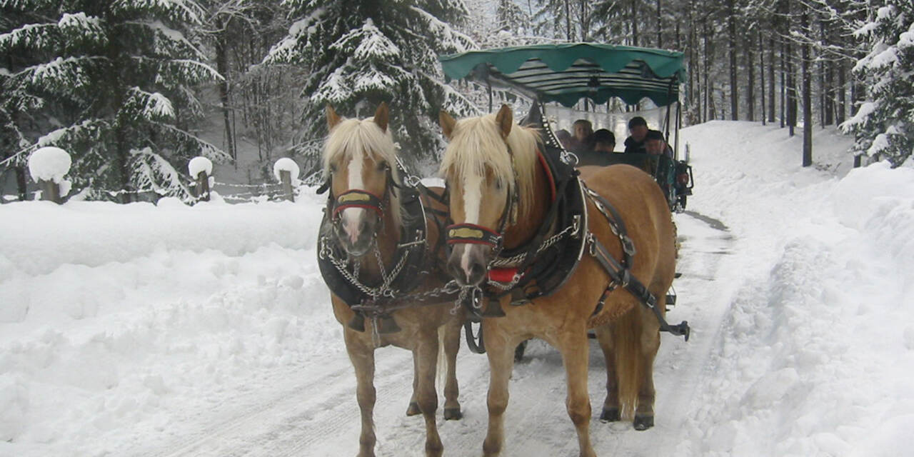 [Translate to German:] Private horse drawn sleigh ride in St.Wolfgang © Familie Strobl