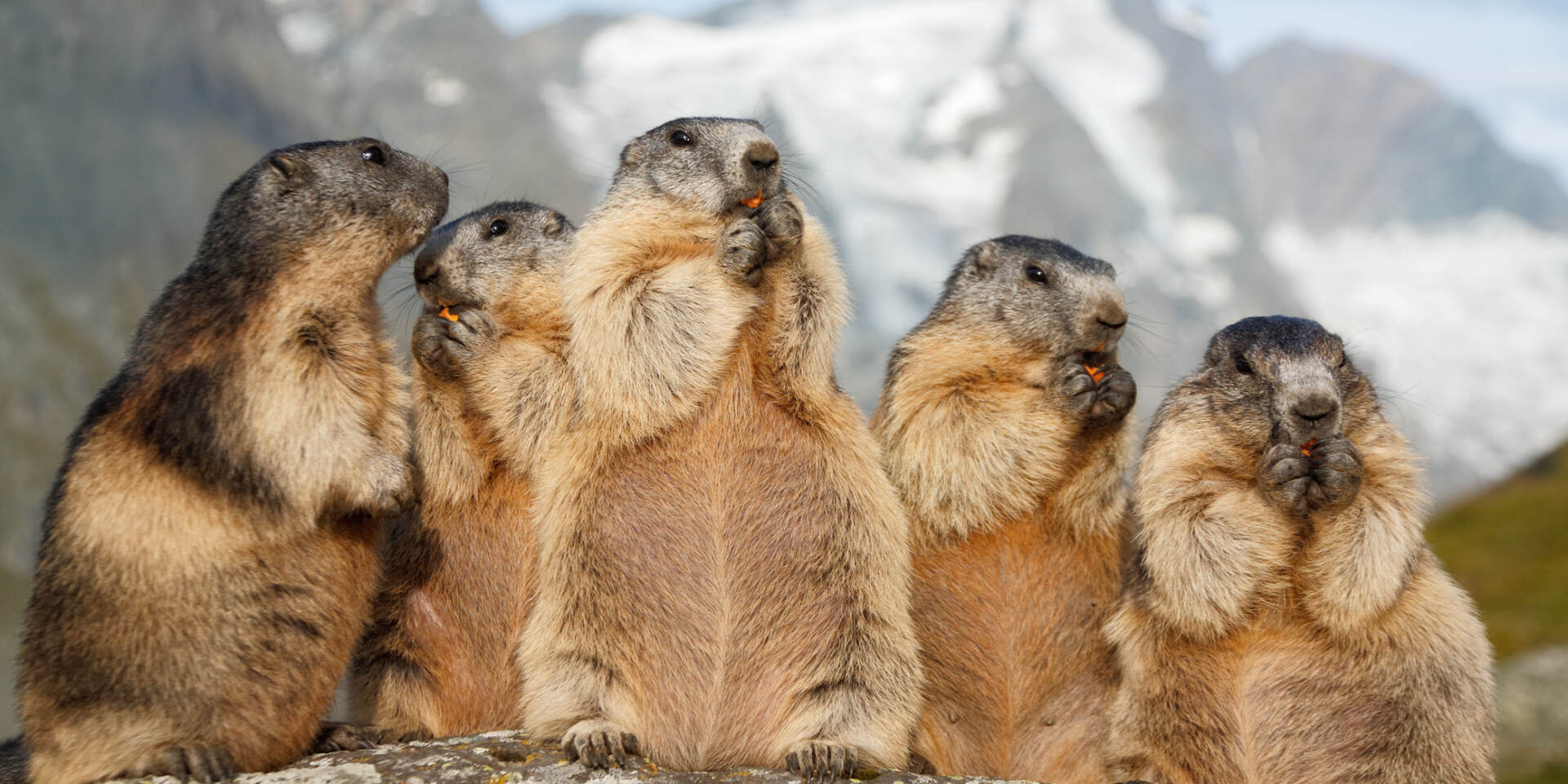 Grossglockner High Alpine Road - marmots © grossglockner.at