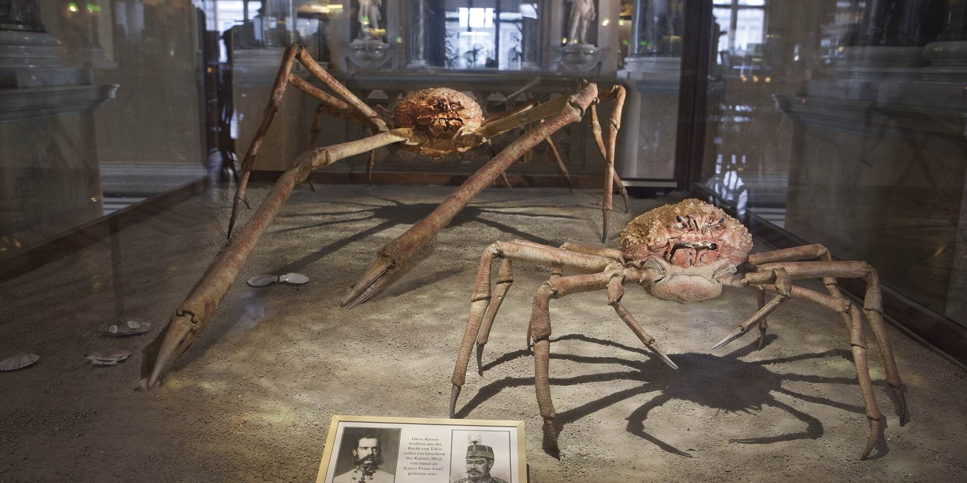 Natural History Museum - Japanese spider crab © Naturhistorisches Museum, Wien