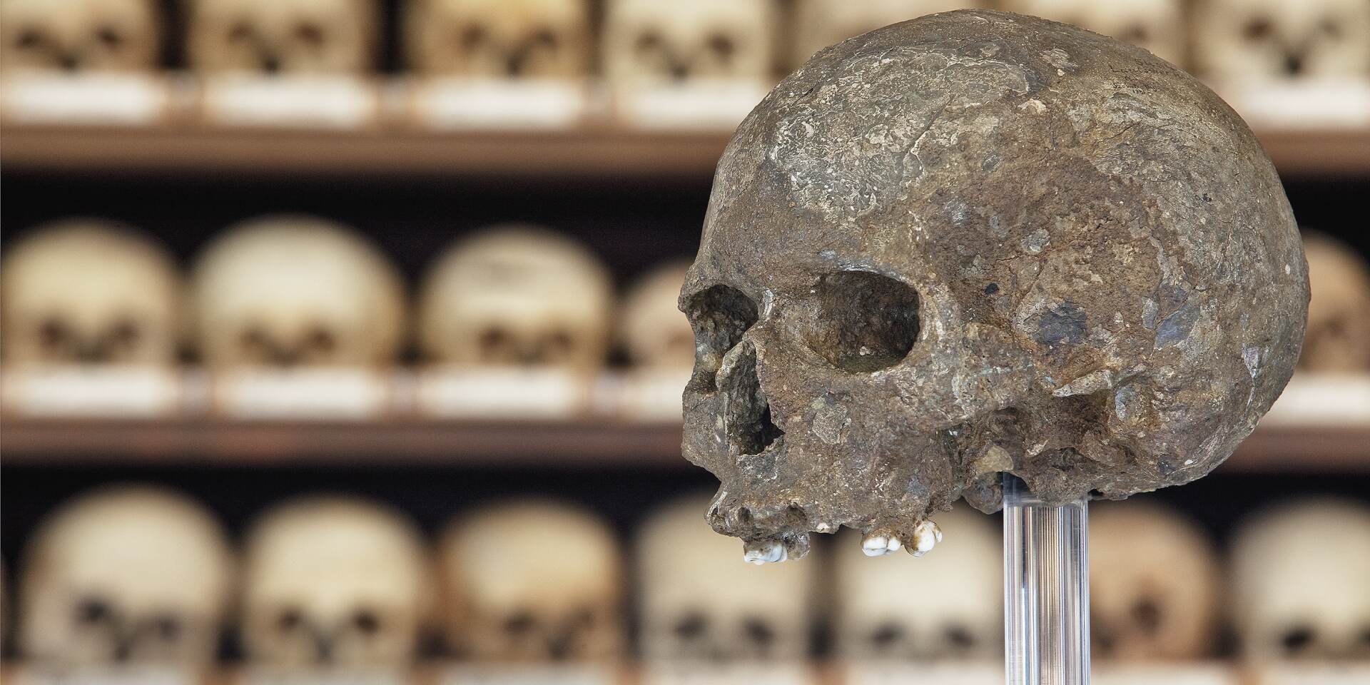 Natural History Museum - skull of Lautsch © Naturhistorisches Museum, Wien
