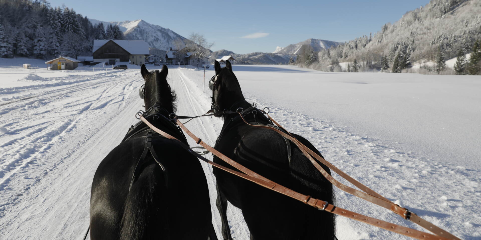 Horse drawn sleigh ride - horses © Wolfgang Seifert