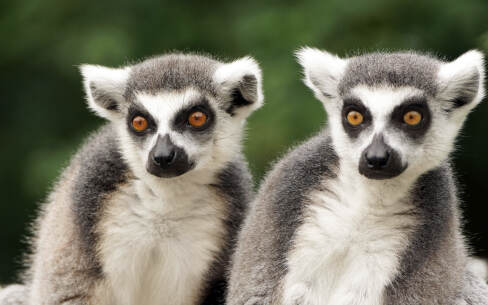 Zoo Salzburg - ring-tailed lemur © Zoo Salzburg
