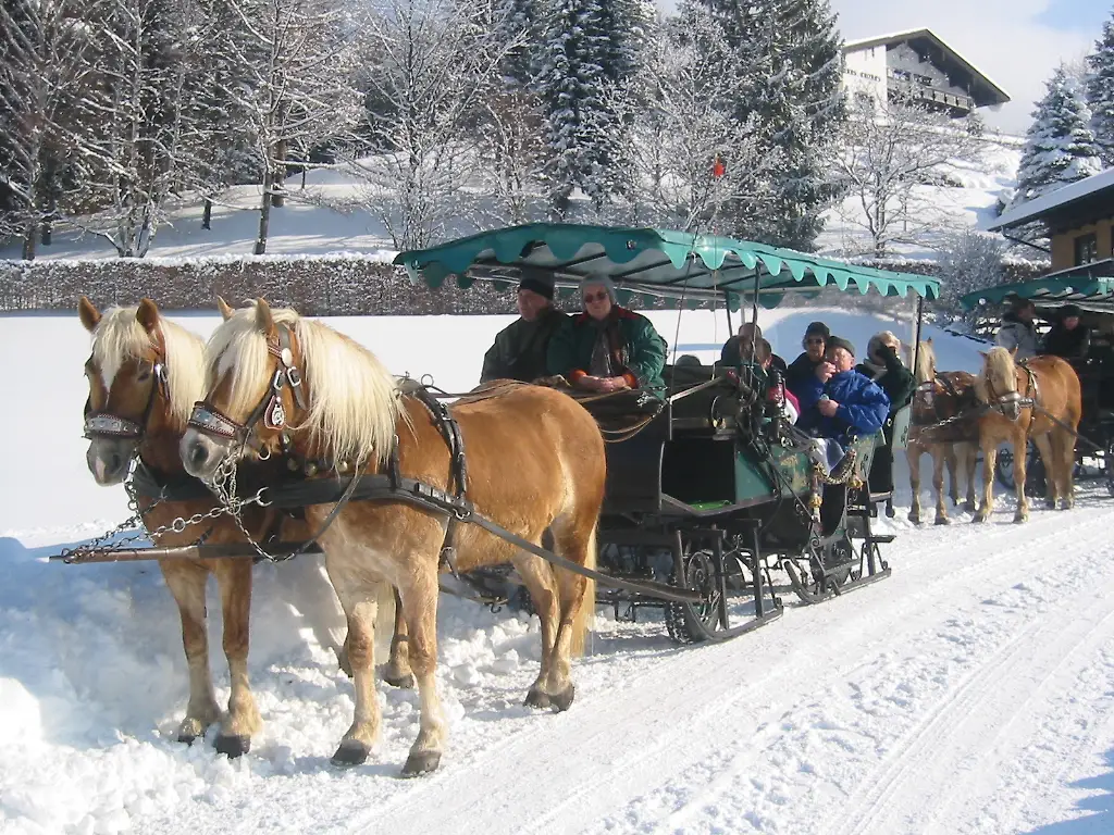 Horse drawn sleigh ride - Private tour in the Austrian mountains